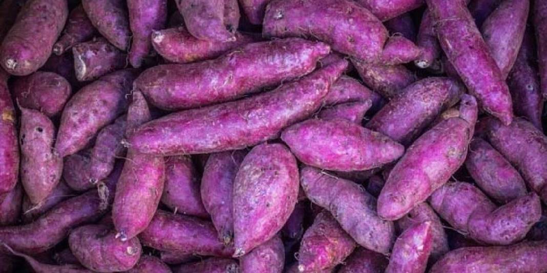 Sağlıklı beslenmenin yeni trendi! Normal patatesin yerini alıyor, krala layık sebze sofralara dönüyor:İşte mor patates faydalaro 2